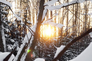 Kış ormanında gün batımı.