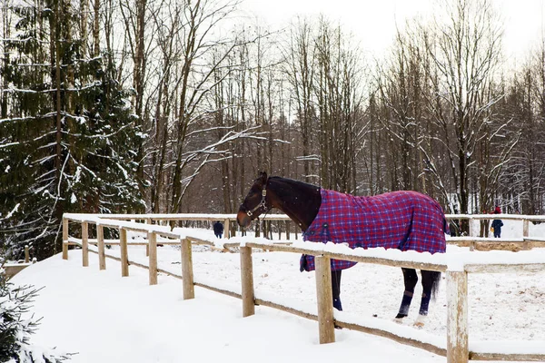 Invierno de caballos en el paddock . —  Fotos de Stock