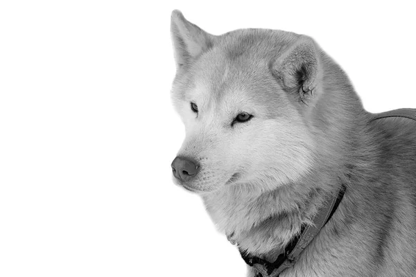 Portrét Husky na izolované. — Stock fotografie