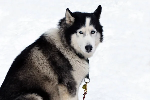 Portret Husky na na białym tle. — Zdjęcie stockowe