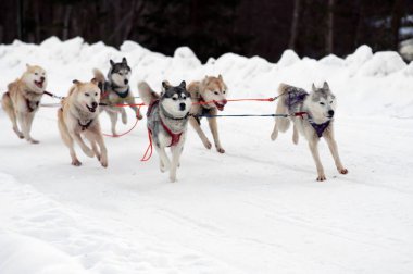Spor takım kızak istekli dış yapraklar ve malamute köpek yarışı bitirmek.