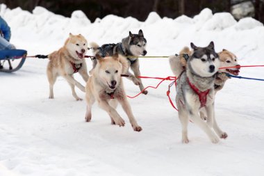 Spor takım kızak istekli dış yapraklar ve malamute köpek yarışı bitirmek.