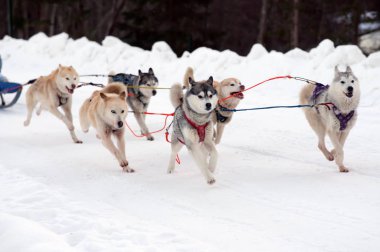 Spor takım kızak istekli dış yapraklar ve malamute köpek yarışı bitirmek.