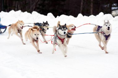 Spor takım kızak istekli dış yapraklar ve malamute köpek yarışı bitirmek.
