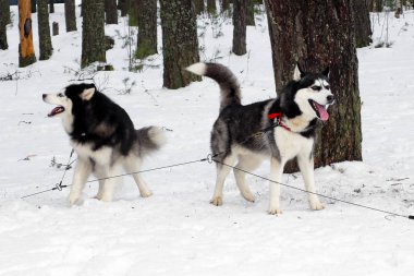 Kızak Husky zincirine bir leash üzerinde.