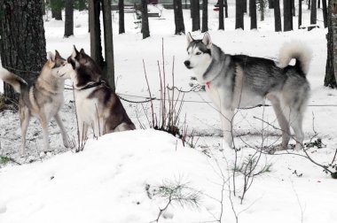 Kızak Husky zincirine bir leash üzerinde.