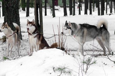 Kızak Husky zincirine bir leash üzerinde.