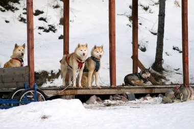 Kızak Husky zincirine bir leash üzerinde.