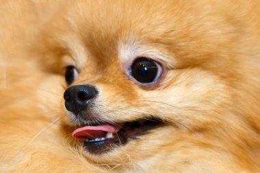 Gülümseyen minyatür Pomeranian kapatın.