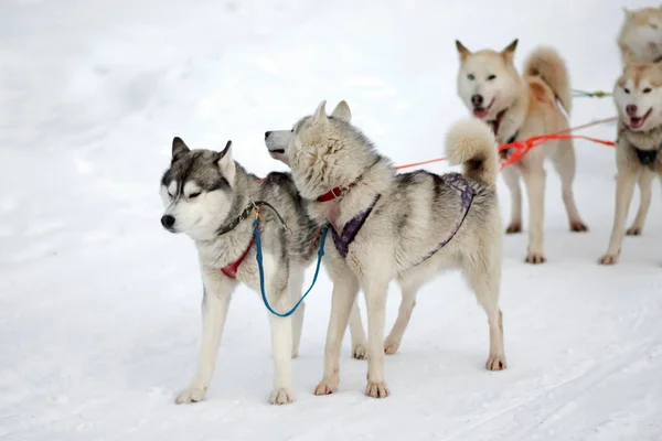 Sport team slitta desiderosi husky e malamute al traguardo della gara canina . — Foto Stock