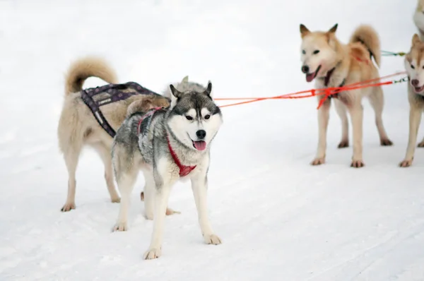Sport team sled eager husky and malamute at finish of dog race. — Stock Photo, Image