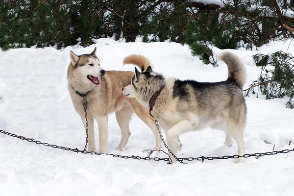 Sled Husky al guinzaglio alla catena . — Foto Stock