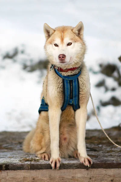 Portrait of red Sled Husky dog.