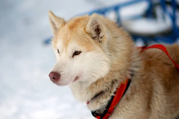 Portret van rode slee Husky hond. — Stockfoto