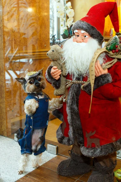 Komik köpek bir kot elbise ve şapka Noel Baba ile poz giyinmiş.