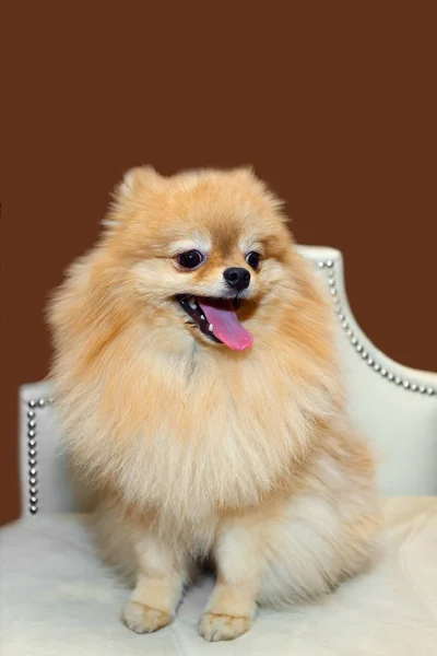 Miniaturní Pomeranian usmívající se zavřít. — Stock fotografie