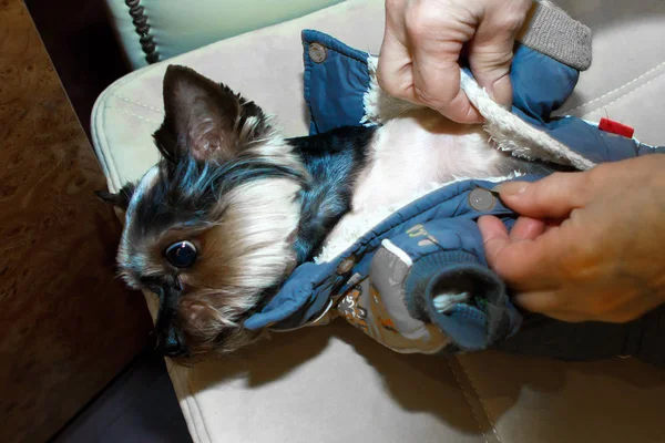 Funny miniature decorative dog dressed in a denim suit and hat. — Stock Photo, Image