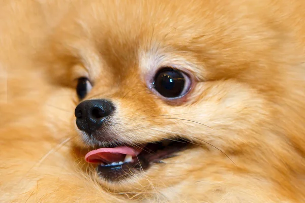 Miniature Pomeranian smiling close. — Stock Photo, Image