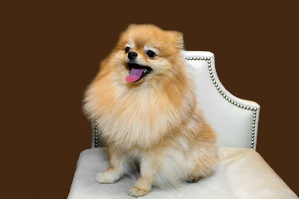 Miniatura Pomeranian sorrindo perto . — Fotografia de Stock