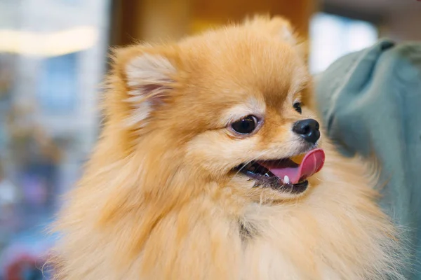 Miniature Pomeranian smiling close. — Stock Photo, Image