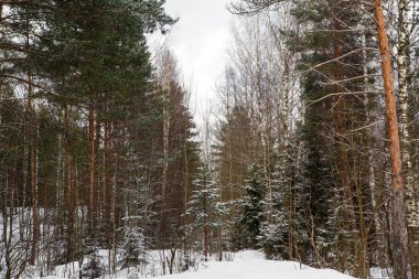 Sisin içinde uzun boylu pines gövdeleri.
