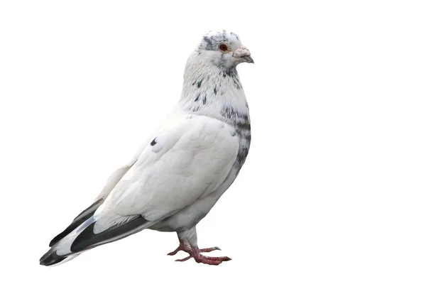 Nobre pomba branca isolada no fundo perto . — Fotografia de Stock