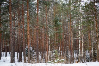 Sisin içinde uzun boylu pines gövdeleri.