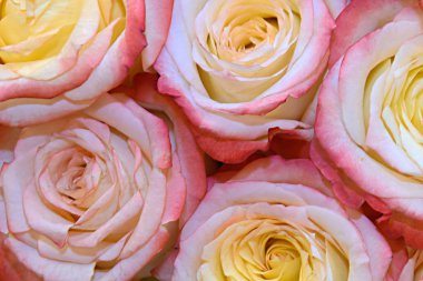 Gül pembe sarı makro.