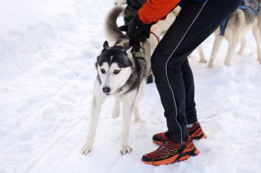 Kuzey köpek koşum karda aracılığıyla çalışan.
