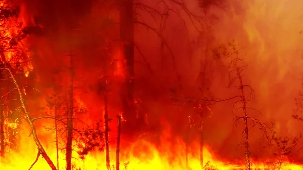 Catastrophe Environnementale Nature Pendant Saison Sèche Des Incendies — Photo