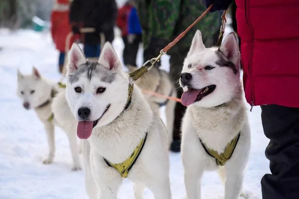 Cani Del Nord Che Corrono Attraverso Neve Con Imbracatura — Foto Stock