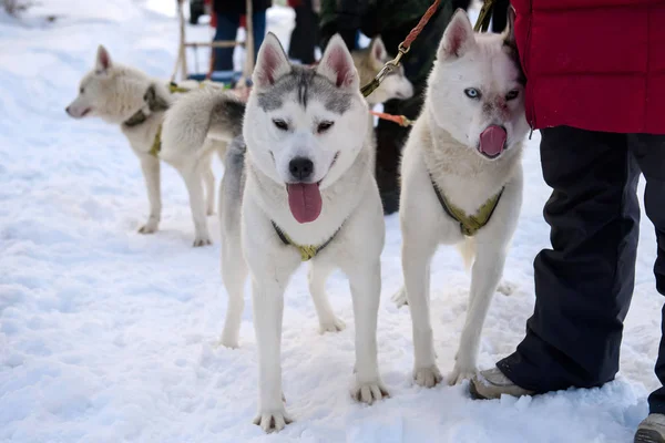 Cani Del Nord Che Corrono Attraverso Neve Con Imbracatura — Foto Stock