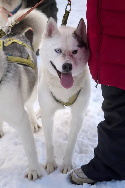 Noordelijke Honden Loopt Door Sneeuw Harnas — Stockfoto