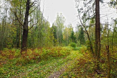 Çam ağaçları yüksek Kuzey ormanı.