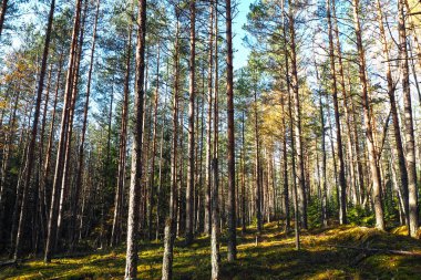 Çam ağaçları yüksek Kuzey ormanı.