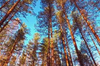Çam ağaçları yüksek Kuzey ormanı.