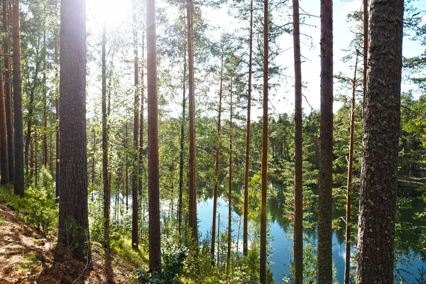 Tall träd höga norra skogen. — Stockfoto