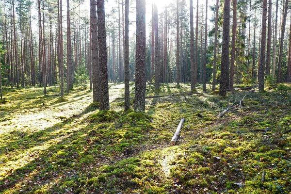 소나무 나무 높은 북부 숲. — 스톡 사진