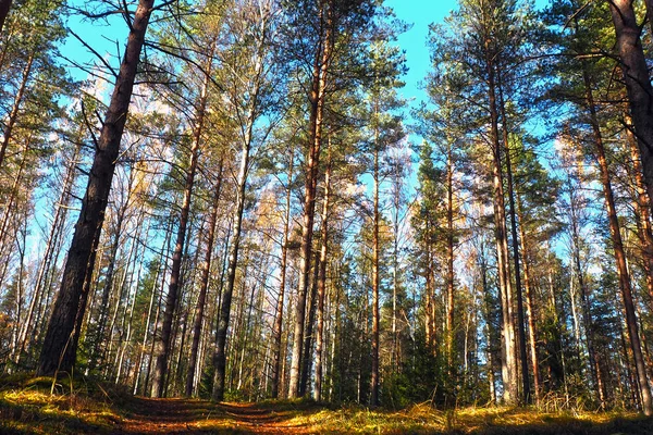 소나무 나무 높은 북부 숲. — 스톡 사진