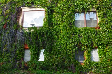 Pencerenin yeşillikler tarafından çerçeveli.
