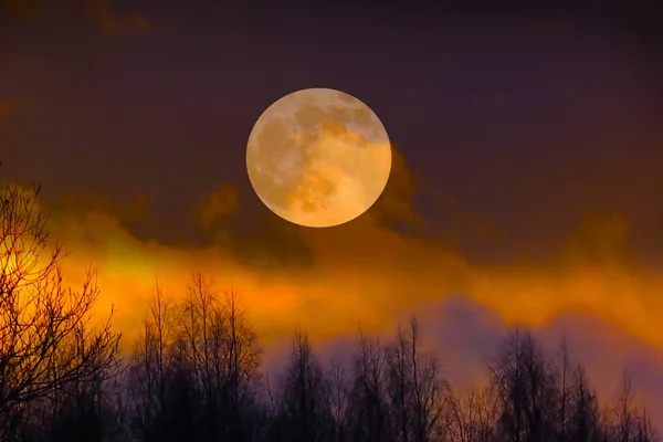 Bulutların üzerinde orman tam mistik Moon.