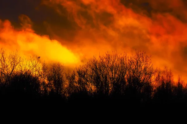 Gloed van vuur over het wilde woud. — Stockfoto