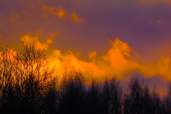 Éclat de feu sur la forêt sauvage . — Photo