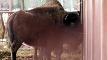 Bizon karlı kış. Buffalo tüylü ve güçlü. 