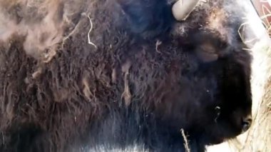 Bizon karlı kış. Buffalo tüylü ve güçlü. 