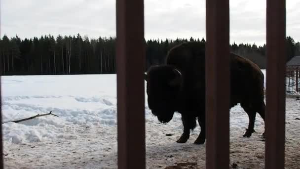 Bison Besneeuwde Winter Buffalo Shaggy Krachtige — Stockvideo