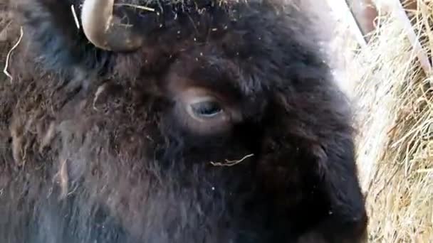 Bison Invierno Nevado Búfalo Peludo Poderoso — Vídeos de Stock