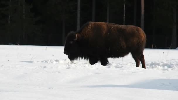 Bison Besneeuwde Winter Buffalo Shaggy Krachtige — Stockvideo