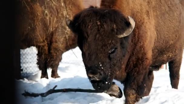 Bison Invierno Nevado Búfalo Peludo Poderoso — Vídeo de stock