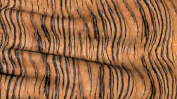 虎の色の生地の波 抽象的な モーション テクスチャ — ストック動画
